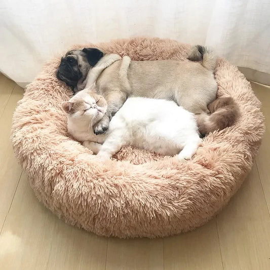 Lit Donut